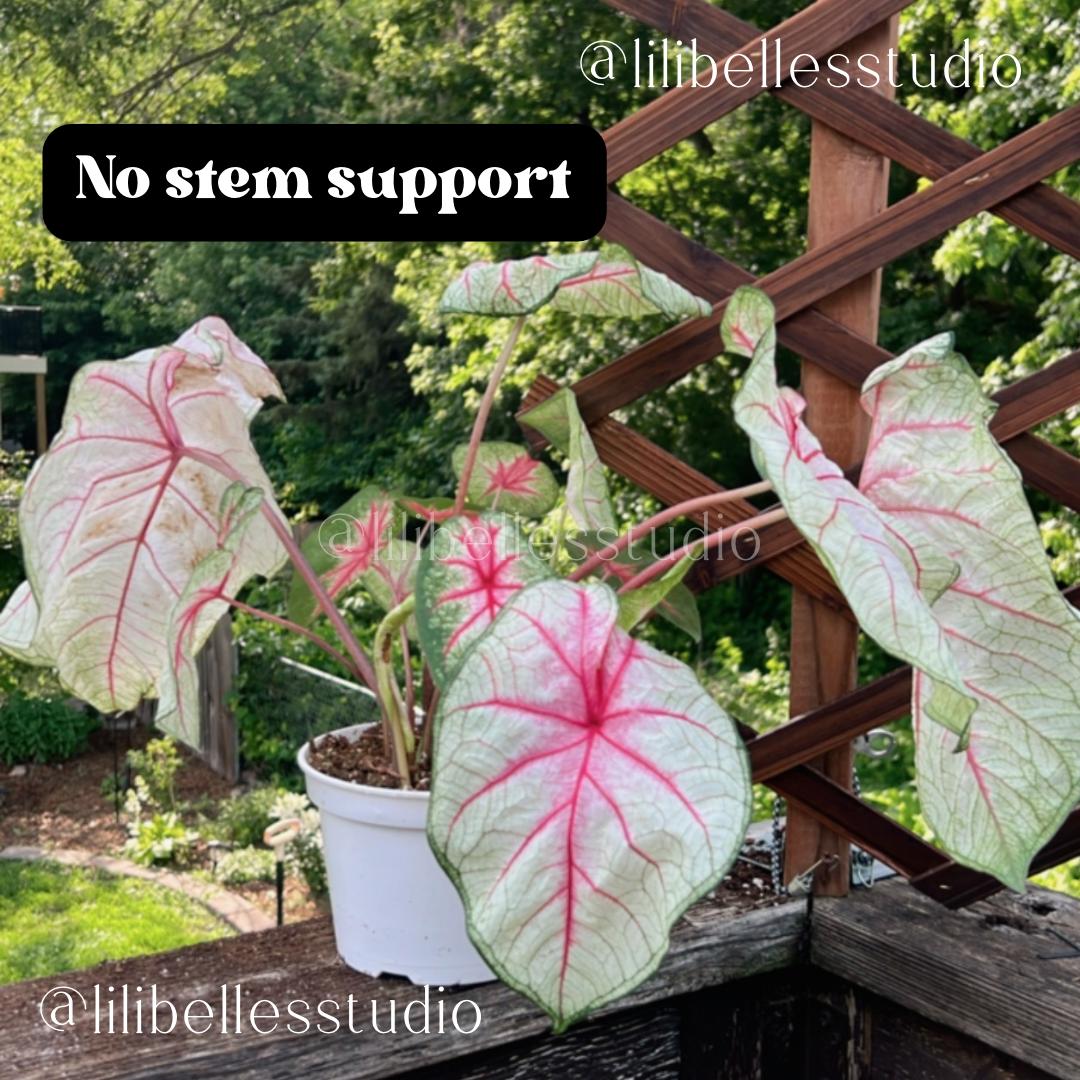 Plant Stem supports MOLD