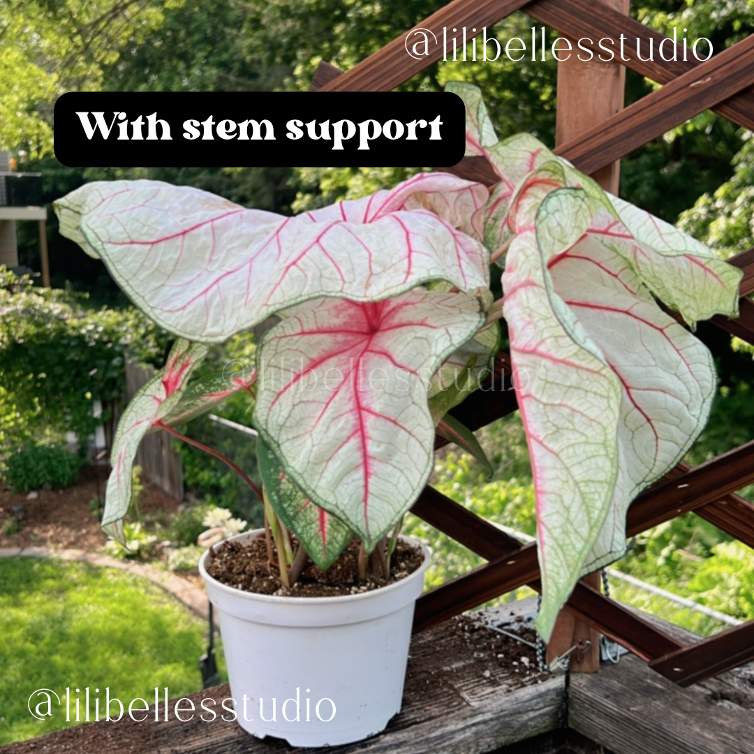 Plant Stem supports MOLD