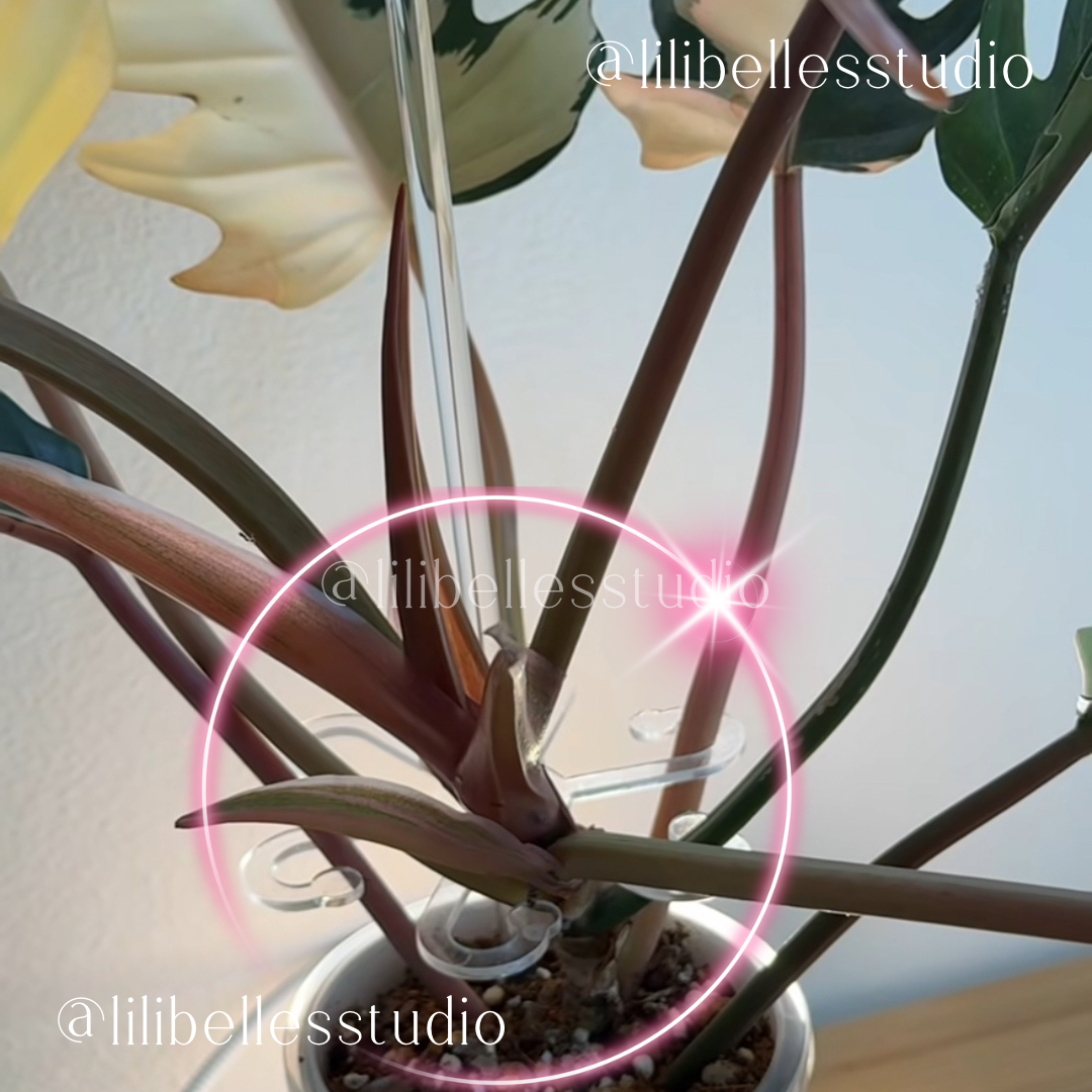 Plant Stem supports MOLD