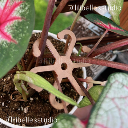 Plant Stem supports MOLD